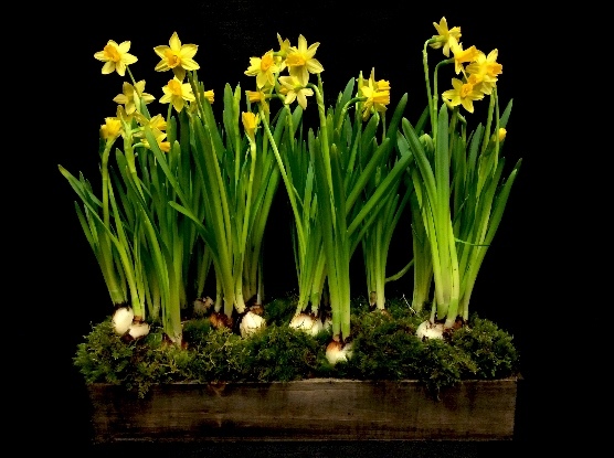 DAFFODIL GARDEN DAFFODIL GARDEN