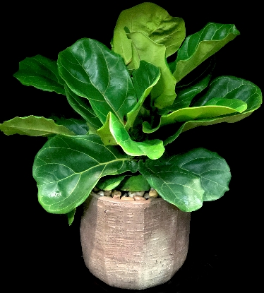 FIDDLE LEAF FIDDLE LEAF