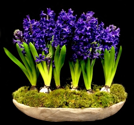 HYACINTH GARDEN HYACINTH GARDEN