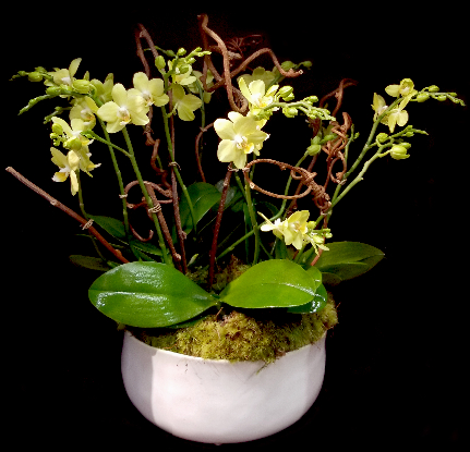 BED OF ORCHIDS BED OF ORCHIDS