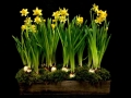 DAFFODIL GARDEN DAFFODIL GARDEN