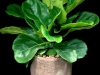 FIDDLE LEAF FIDDLE LEAF
