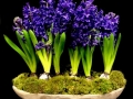 HYACINTH GARDEN HYACINTH GARDEN