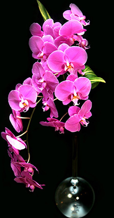 ORCHID CASCADE ORCHID CASCADE