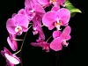 ORCHID CASCADE ORCHID CASCADE