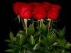 MODERN ROSE MODERN ROSE