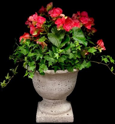 BEGONIA URN BEGONIA URN