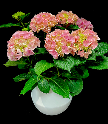 CLASSIC HYDRANGEA CLASSIC HYDRANGEA