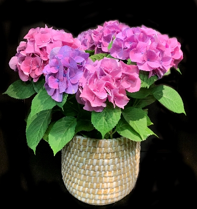 HYDRANGEA GARDEN HYDRANGEA GARDEN