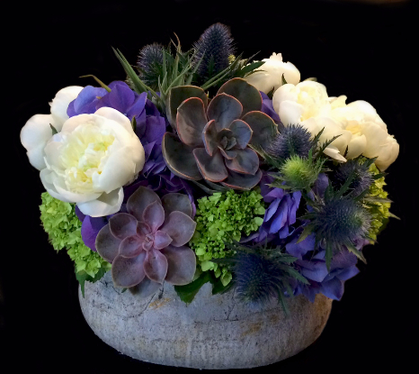 SUCCULENT SPLENDOR SUCCULENT SPLENDOR