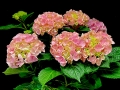 CLASSIC HYDRANGEA CLASSIC HYDRANGEA
