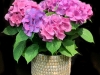 HYDRANGEA GARDEN HYDRANGEA GARDEN