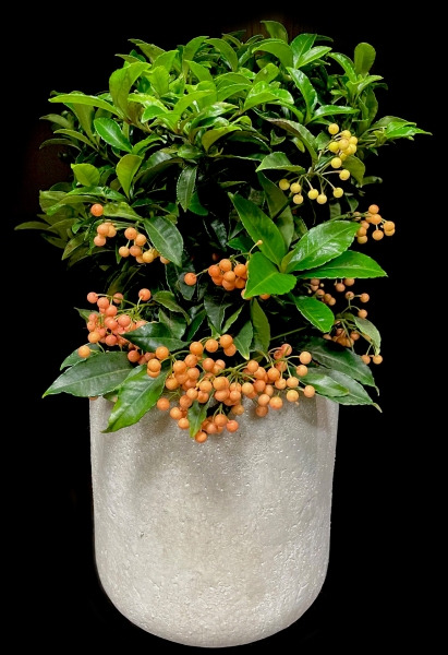 ARDISIA ARDISIA