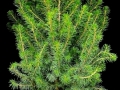 ALBERTA SPRUCE ALBERTA SPRUCE