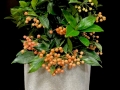 ARDISIA ARDISIA