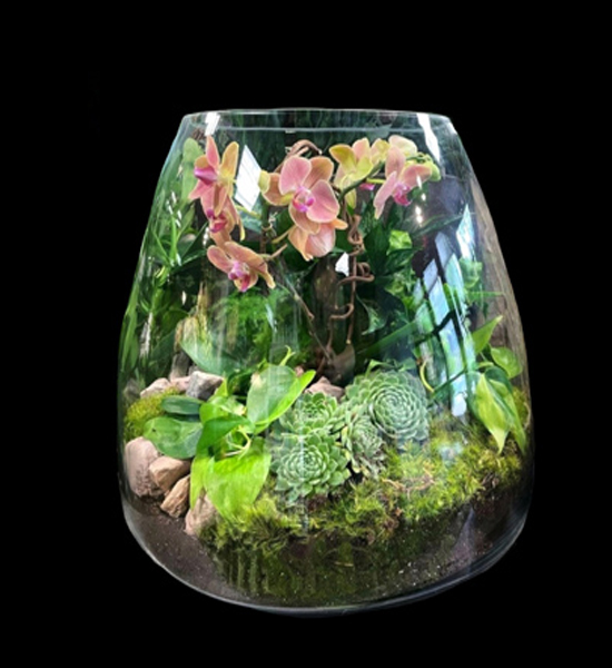 Plants