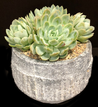 BLUE SUCCULENT BLUE SUCCULENT