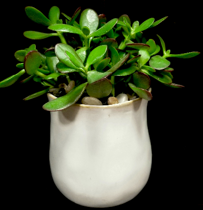 JADE PLANT JADE PLANT