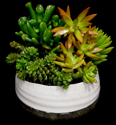 SUCCULENT MEDLEY SUCCULENT MEDLEY