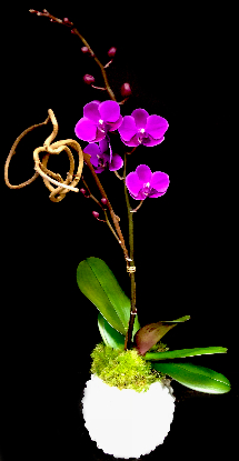 PETITE ORCHID PETITE ORCHID