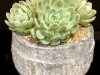 BLUE SUCCULENT BLUE SUCCULENT