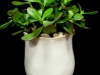 JADE PLANT JADE PLANT