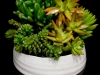 SUCCULENT MEDLEY SUCCULENT MEDLEY