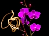 PETITE ORCHID PETITE ORCHID