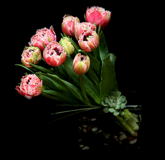 TULIP CLUSTER TULIP CLUSTER