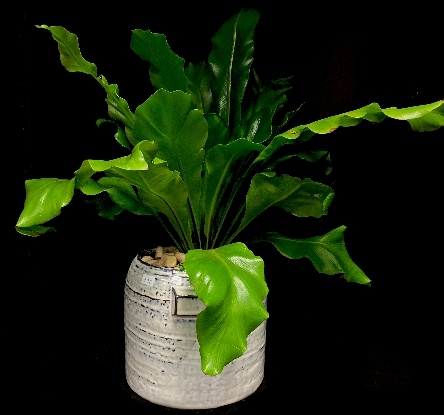 BIRDS NEST FERN BIRDS NEST FERN