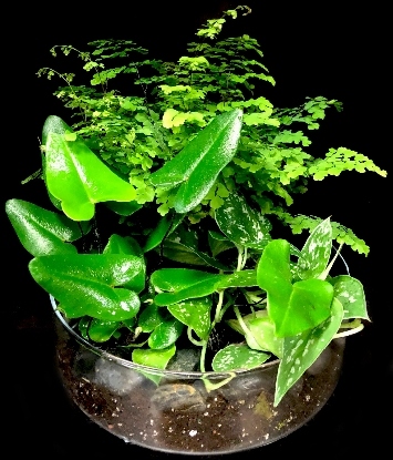 FERN GARDEN FERN GARDEN