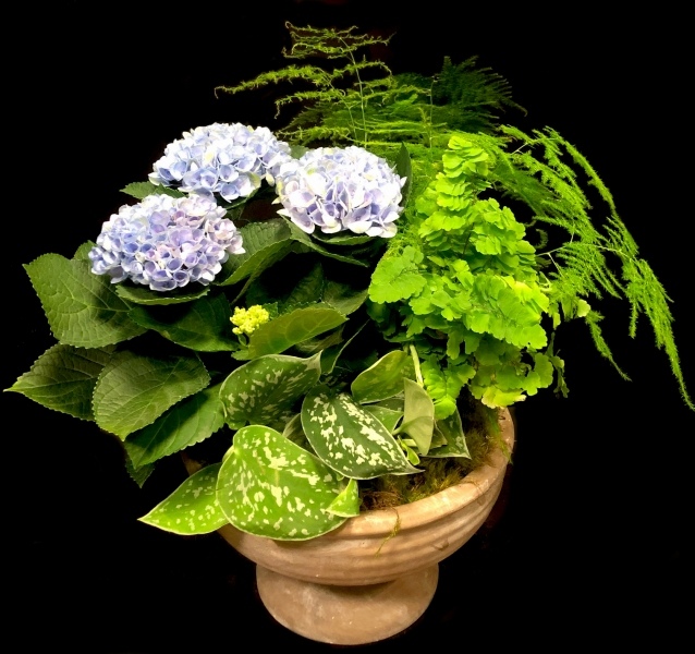 HYDRANGEA IN REPOSE HYDRANGEA IN REPOSE