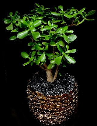 JADE JADE