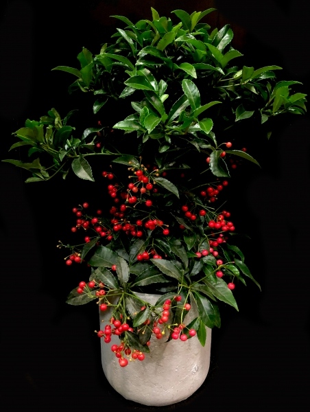 ARDISIA PLANT ARDISIA PLANT
