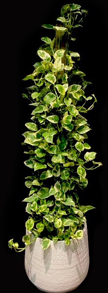 PEARLS & JADE POTHOS TOTEM PEARLS & JADE POTHOS TOTEM