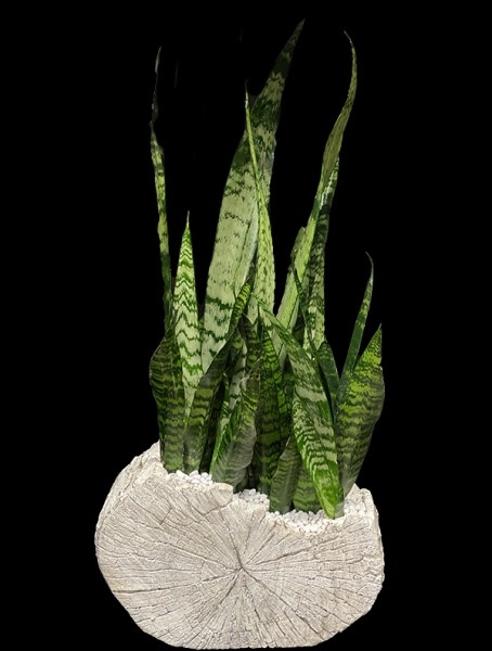SNAKE PLANT IN FAUX BOIS SNAKE PLANT IN FAUX BOIS