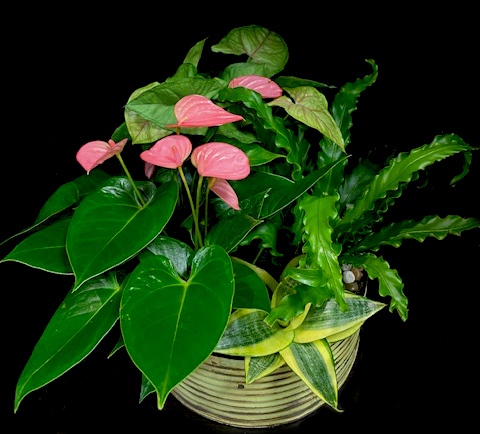 ANTHURIUM GARDEN ANTHURIUM GARDEN