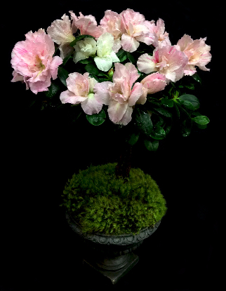 AZALEA TOPIARY MINI AZALEA TOPIARY MINI