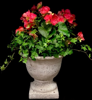 BEGONIA URN BEGONIA URN
