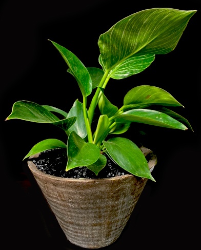 BIRKIN PHILODENDRON BIRKIN PHILODENDRON