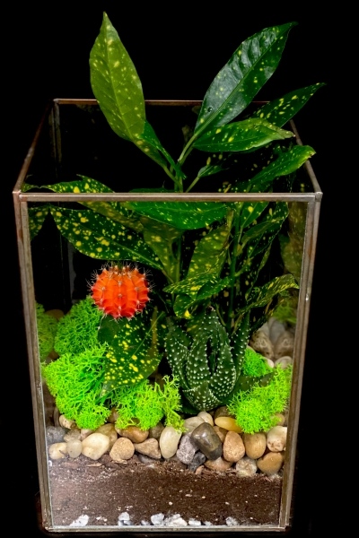BRONZE TERRARIUM BRONZE TERRARIUM