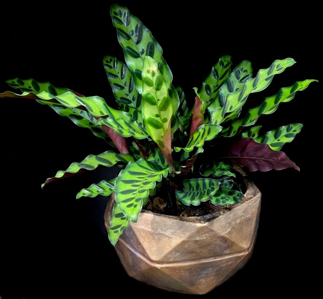 CALATHEA PLANT CALATHEA PLANT