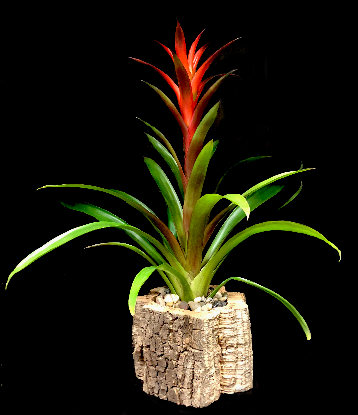 CAMPFIRE BROMELIAD CAMPFIRE BROMELIAD
