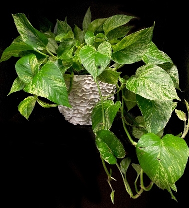 CASCADING POTHOS CASCADING POTHOS