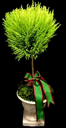LEMON CYPRESS LEMON CYPRESS