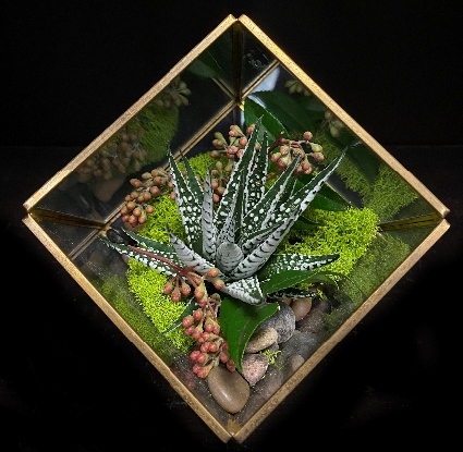 CUT SUCCULENT BOX CUT SUCCULENT BOX
