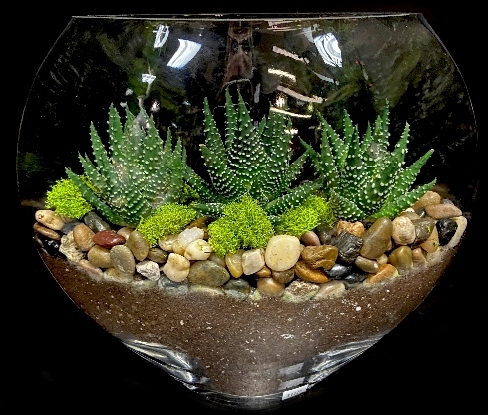 CUT SUCCULENT GARDEN CUT SUCCULENT GARDEN