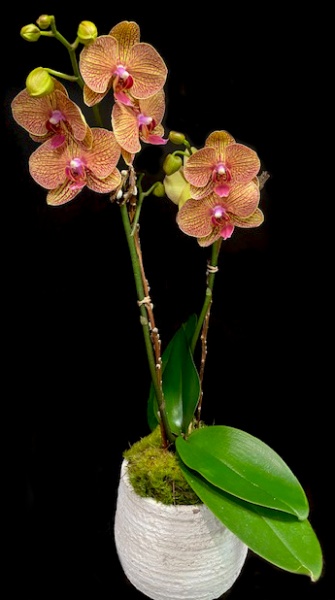 DAYBREAK ORCHID DAYBREAK ORCHID