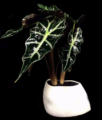 ELEPHANT EAR ELEPHANT EAR