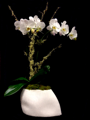 EXQUISITE ORCHID EXQUISITE ORCHID